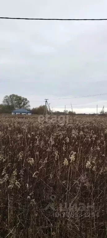 участок в калининградская область, зеленоградский муниципальный округ, . - Фото 0