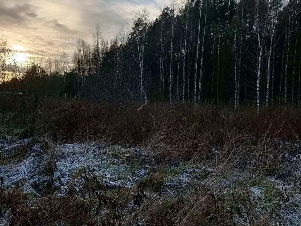 Участок в Новгородская область, Маловишерский район, Бургинское с/пос, ... - Фото 2