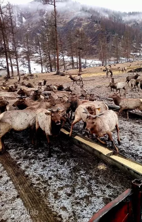 Производственное помещение в Алтай, Усть-Коксинский район, с. ... - Фото 2