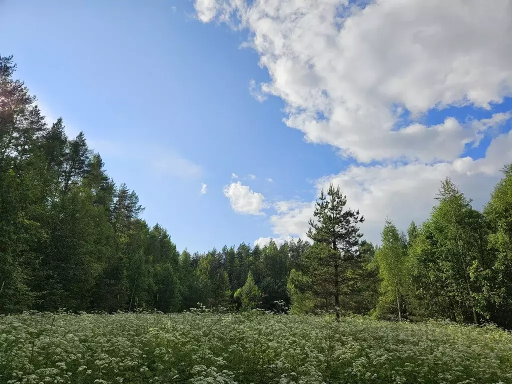 Участок в Карелия, Пряжинское городское поселение  (87.0 сот.) - Фото 1