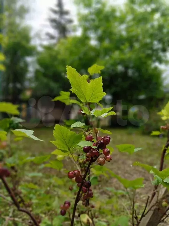 Дача 60 м на участке 8 сот. - Фото 1
