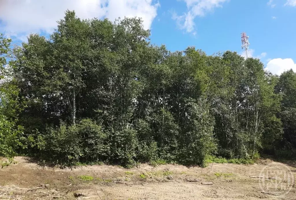 Участок в Ленинградская область, Всеволожский район, Куйвозовское ... - Фото 2