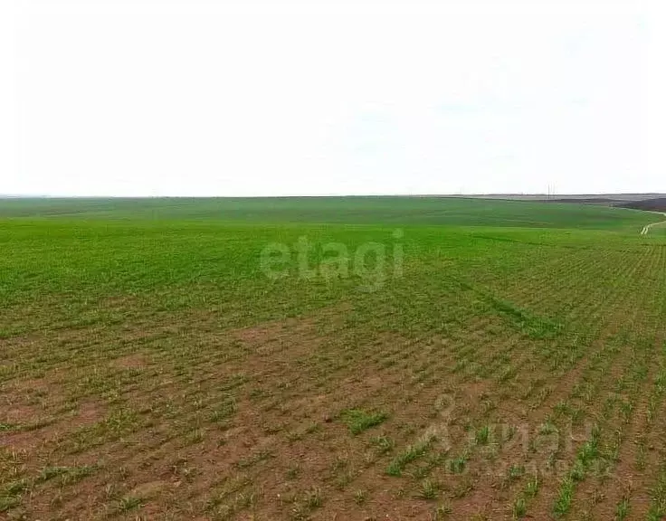 Участок в Оренбургская область, Шарлыкский район, Ратчинский ... - Фото 1