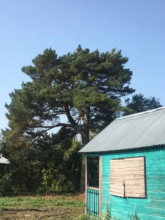 Участок в Московская область, Домодедово Центросоюзовец СНТ, 20 (9.3 ... - Фото 1