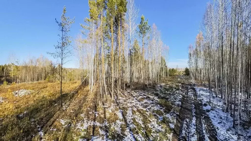 Участок в Тюменская область, Нижнетавдинский район, Лесная симфония кп ... - Фото 0