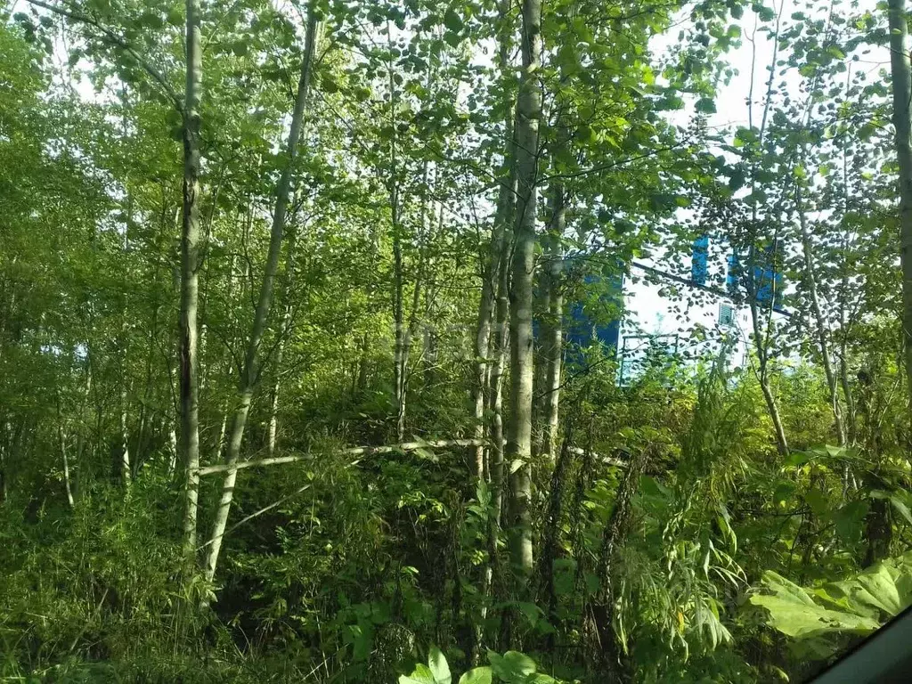 Участок в Сахалинская область, Южно-Сахалинск Восток СНТ, ул. ... - Фото 1