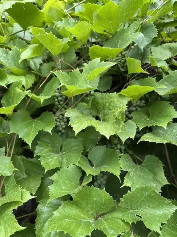 Дом в Московская область, Богородский городской округ, д. Следово, ... - Фото 1