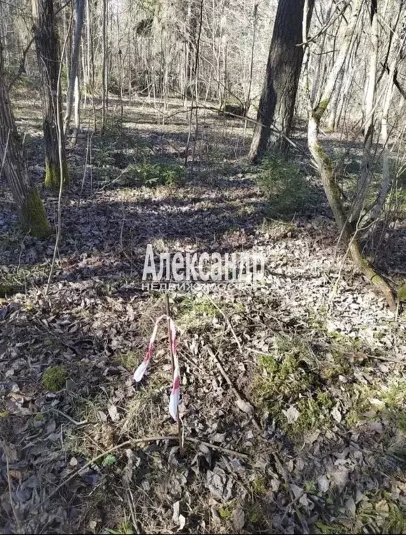 Участок в Ленинградская область, Гатчинский муниципальный округ, пос. ... - Фото 1