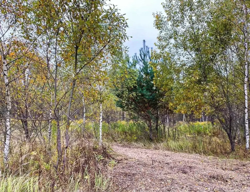 Участок в Калужская область, Тарусский муниципальный округ, Похвиснево ... - Фото 1
