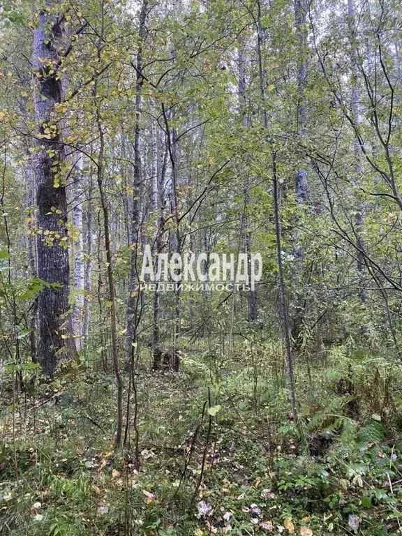 Участок в Ленинградская область, Приозерский район, Плодовское с/пос, ... - Фото 1