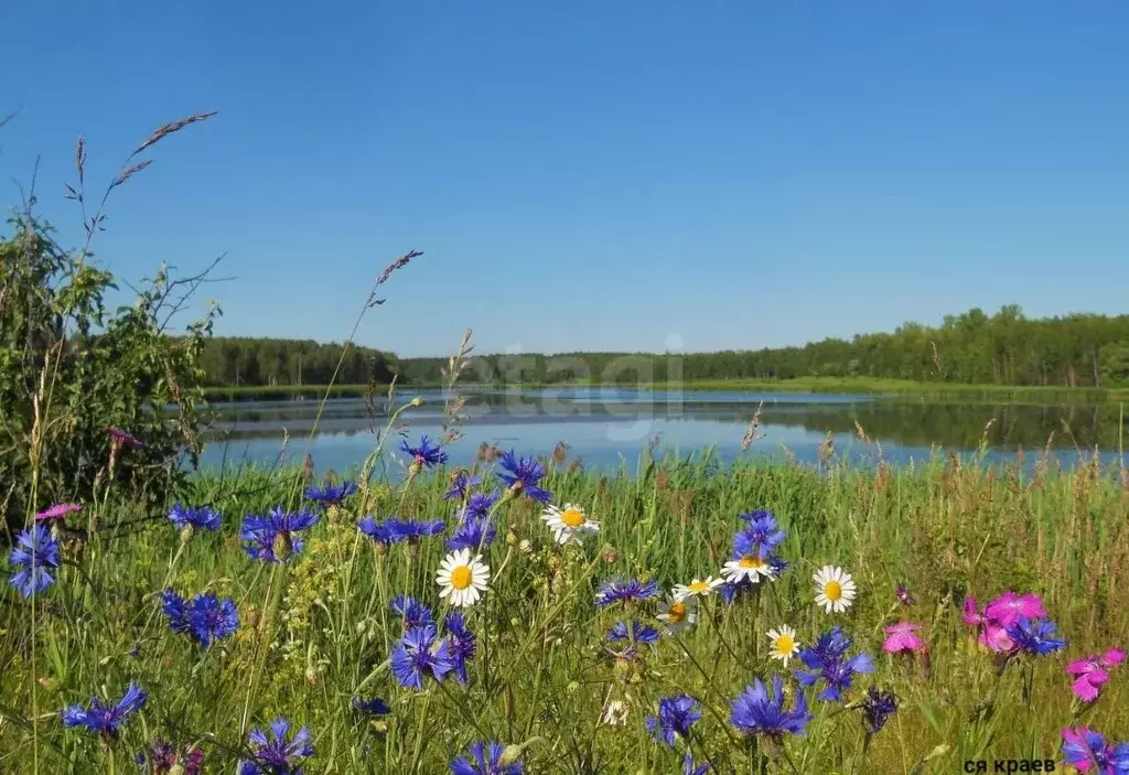 Участок в Владимирская область, Петушинский район, Пекшинское ... - Фото 1