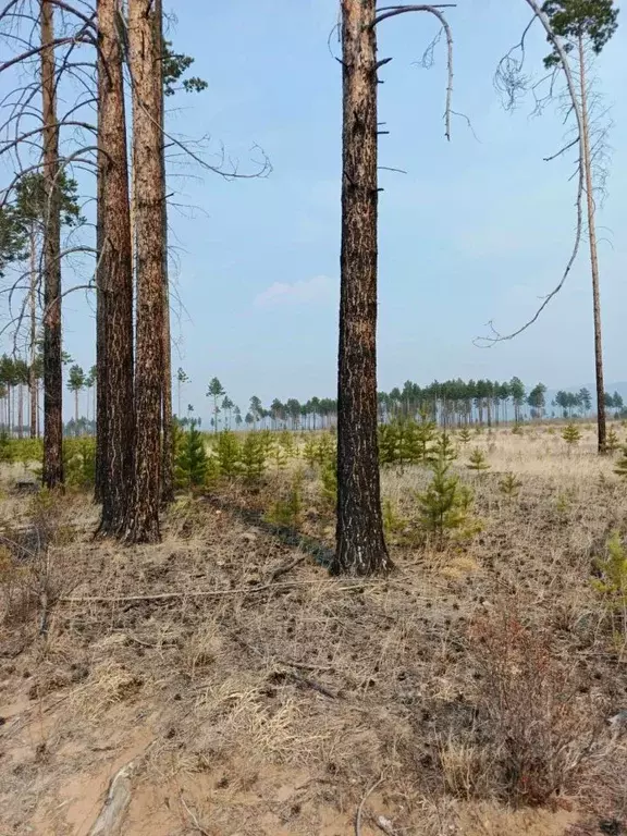 Участок в Забайкальский край, Читинский район, Смоленское с/пос  (50.0 ... - Фото 2