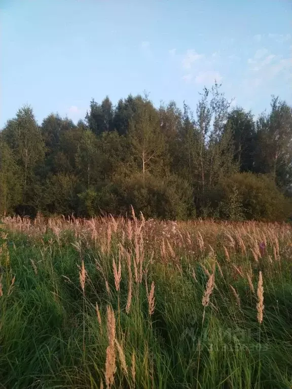 Участок в Московская область, Талдомский городской округ, д. Шатеево  ... - Фото 0