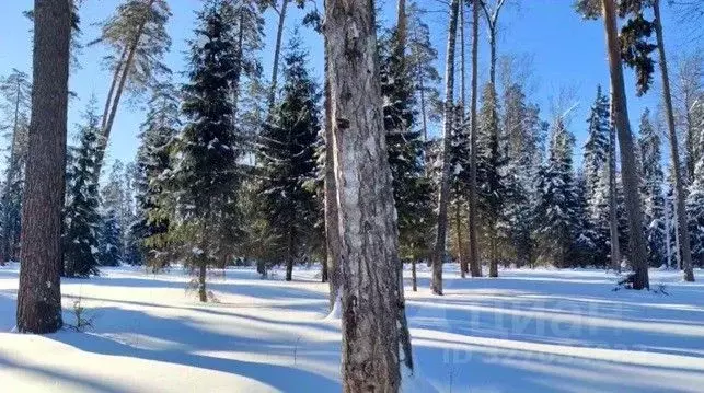 Участок в Московская область, Щелково городской округ, пос. Литвиново  ... - Фото 2
