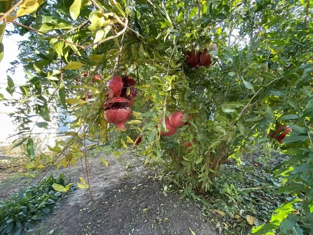 Дом в Краснодарский край, Усть-Лабинск  (45 м) - Фото 0