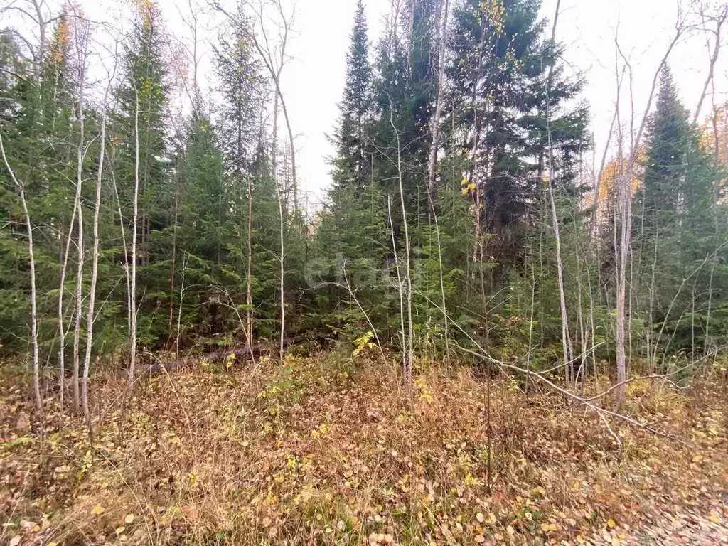 Участок в Ханты-Мансийский АО, Ханты-Мансийск Мир СОНТ,  (8.5 сот.) - Фото 1