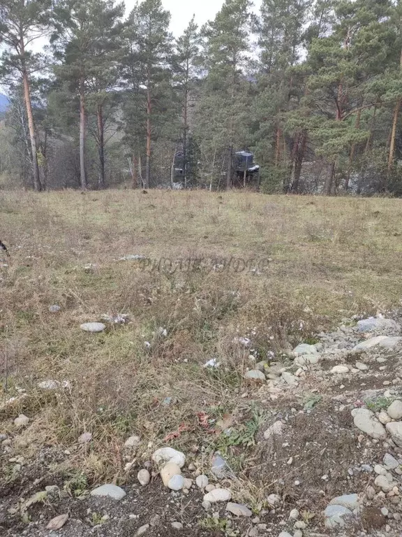 Участок в Алтай, Чемальский район, Элекмонарское с/пос, с. Элекмонар  ... - Фото 1