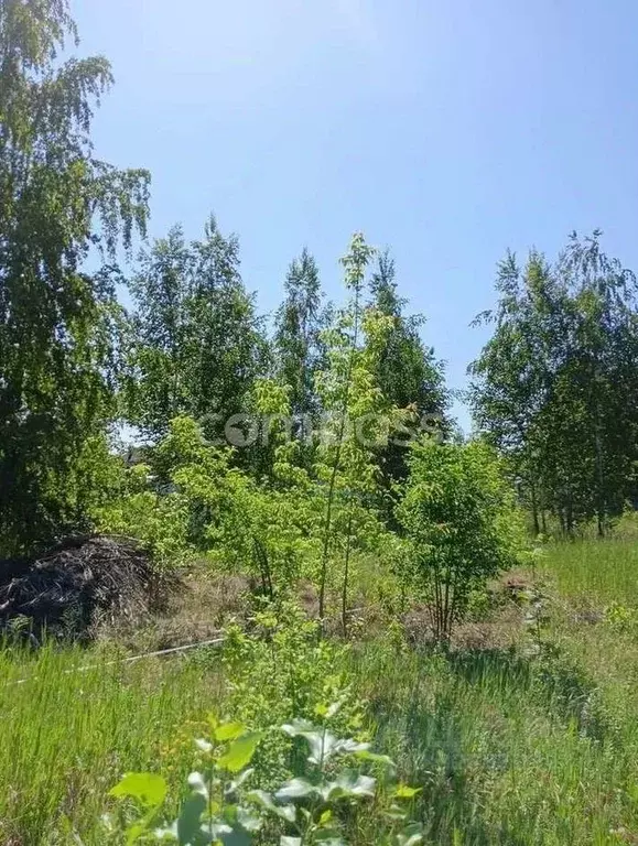 Участок в Тюменская область, Тюмень Звенящие кедры Тюмени садовое ... - Фото 0