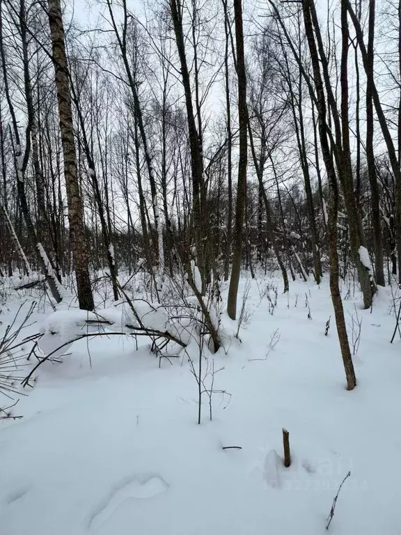 Участок в Московская область, Можайский муниципальный округ, д. ... - Фото 1