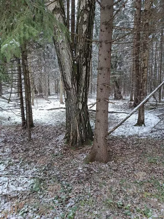 Участок в Московская область, Мытищи городской округ, д. Долгиниха ул. ... - Фото 1