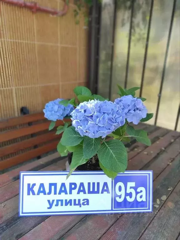Комната Краснодарский край, Сочи Лазаревское жилрайон, ул. Калараша, ... - Фото 1