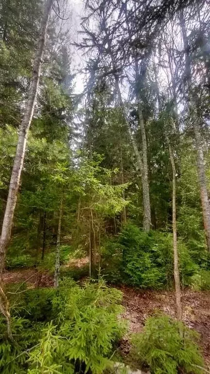 Участок в Москва Искатель садовые участки, 4 (8.0 сот.) - Фото 1