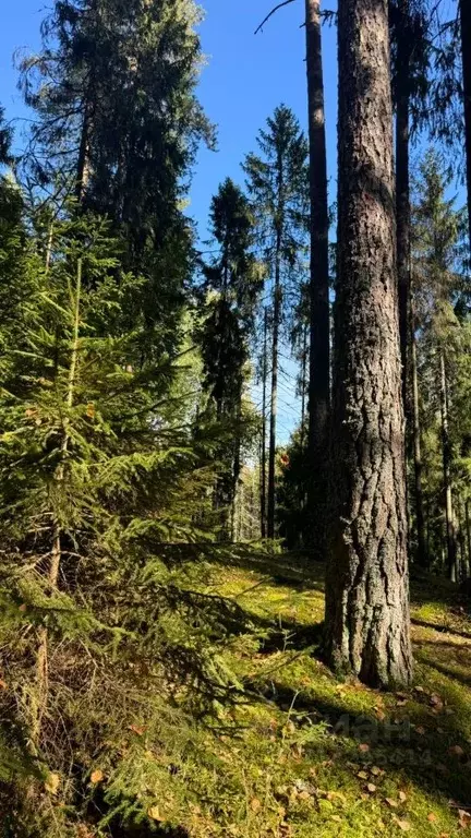 Участок в Ленинградская область, Ломоносовский район, Лопухинское ... - Фото 0
