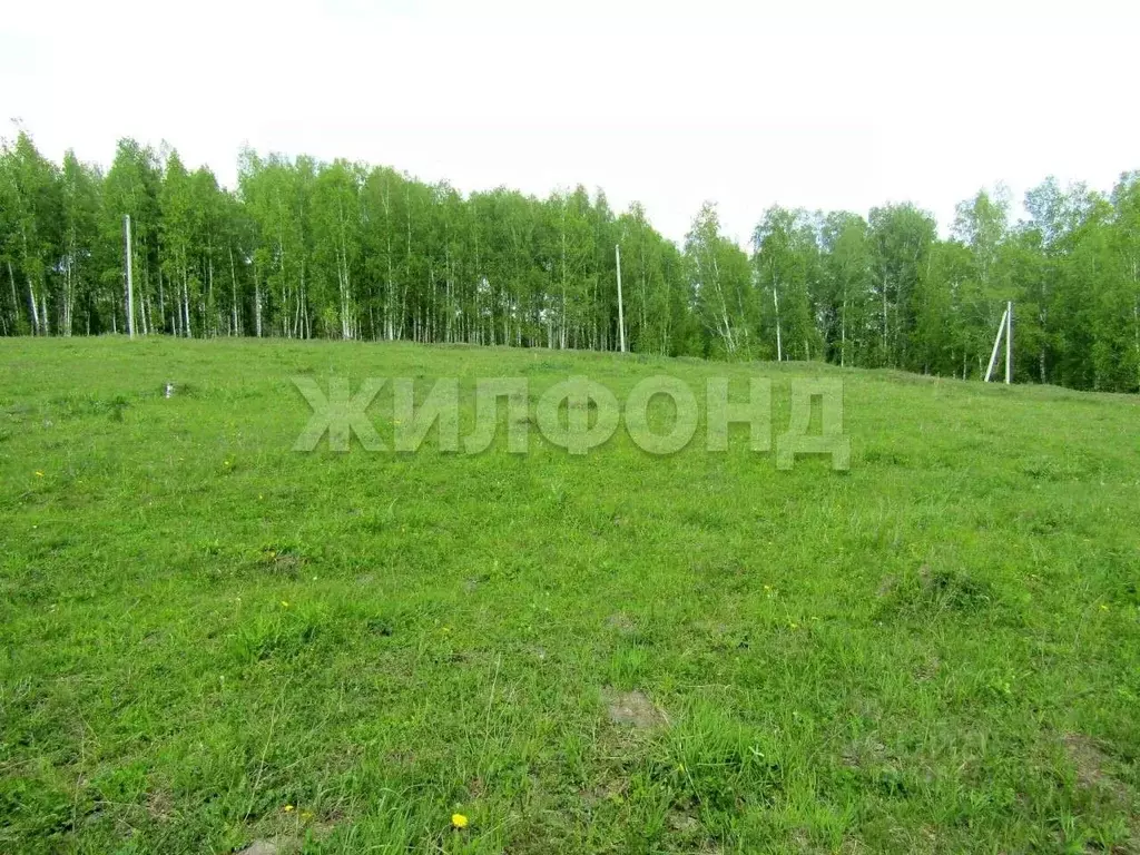 Участок в Новосибирская область, Новосибирский район, с. Раздольное ... - Фото 1
