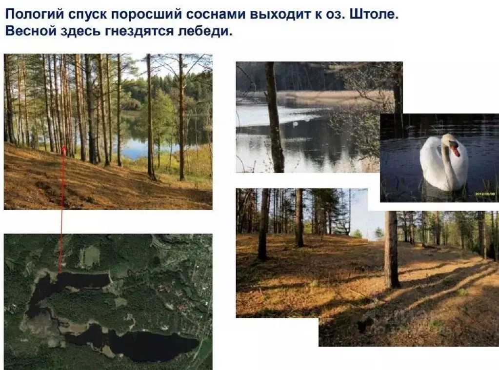 Участок в Ленинградская область, Луга  (129.0 сот.) - Фото 2