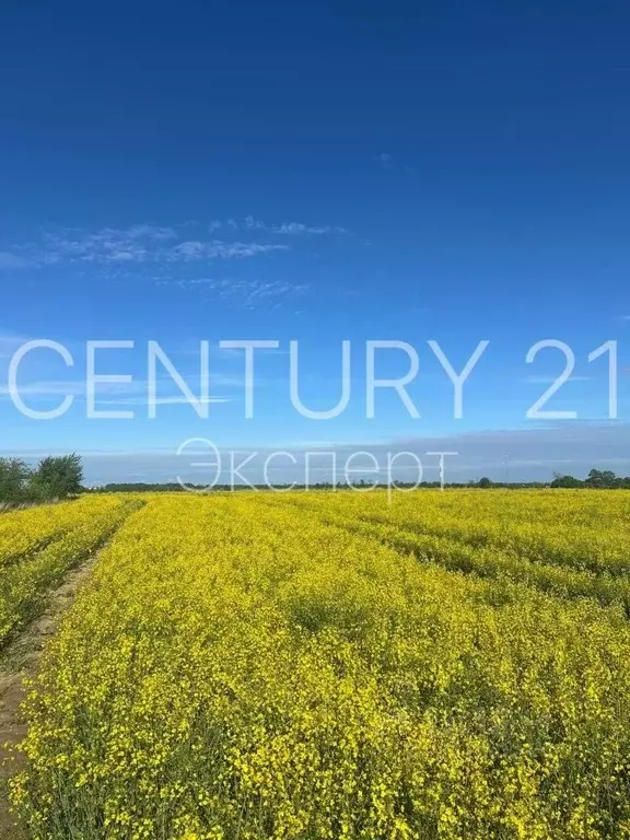 Участок в Калининградская область, Гурьевский муниципальный округ, ... - Фото 2