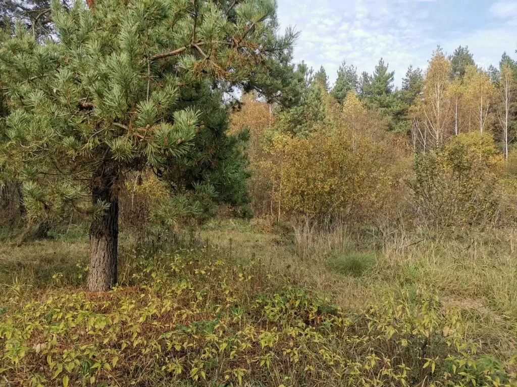 Участок в Московская область, Орехово-Зуевский городской округ, д. ... - Фото 0