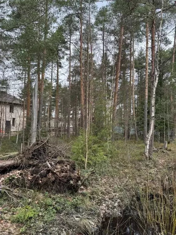 Участок в Ленинградская область, Всеволожск ул. Ломоносова (12.0 сот.) - Фото 1