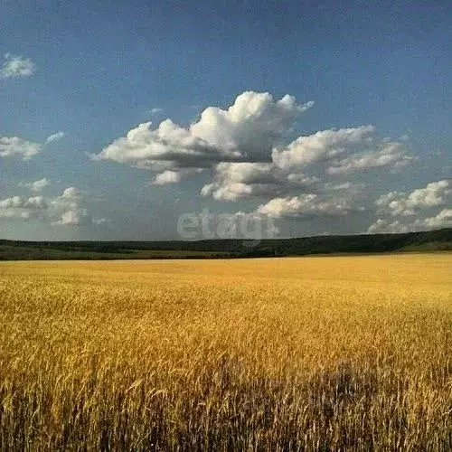 Участок в Саратовская область, Татищевский район, Вязовское ... - Фото 1