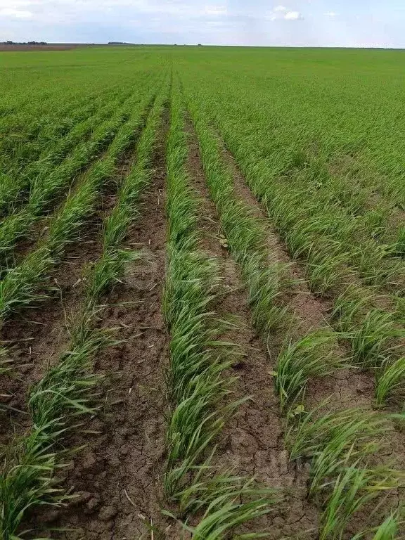 Участок в Орловская область, Орловский муниципальный округ, с. Большая ... - Фото 1