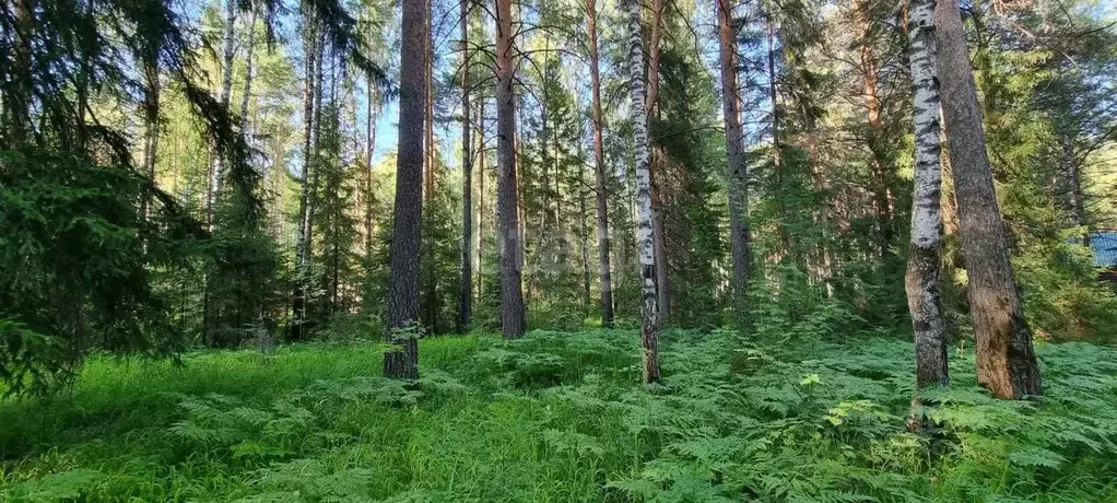 Участок в Свердловская область, Дегтярск ул. Виноградная, 13 (20.0 ... - Фото 0