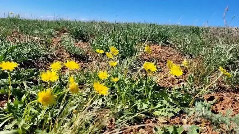 Участок в Оренбургская область, Оренбург городской округ, с. Пруды  ... - Фото 2