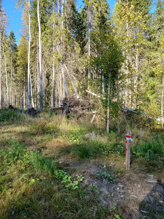 Участок в Коми, Сыктывкар Емваль мкр,  (15.0 сот.) - Фото 0