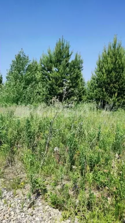 Участок в Тюменская область, Тюменский муниципальный округ, с. Борки  ... - Фото 2