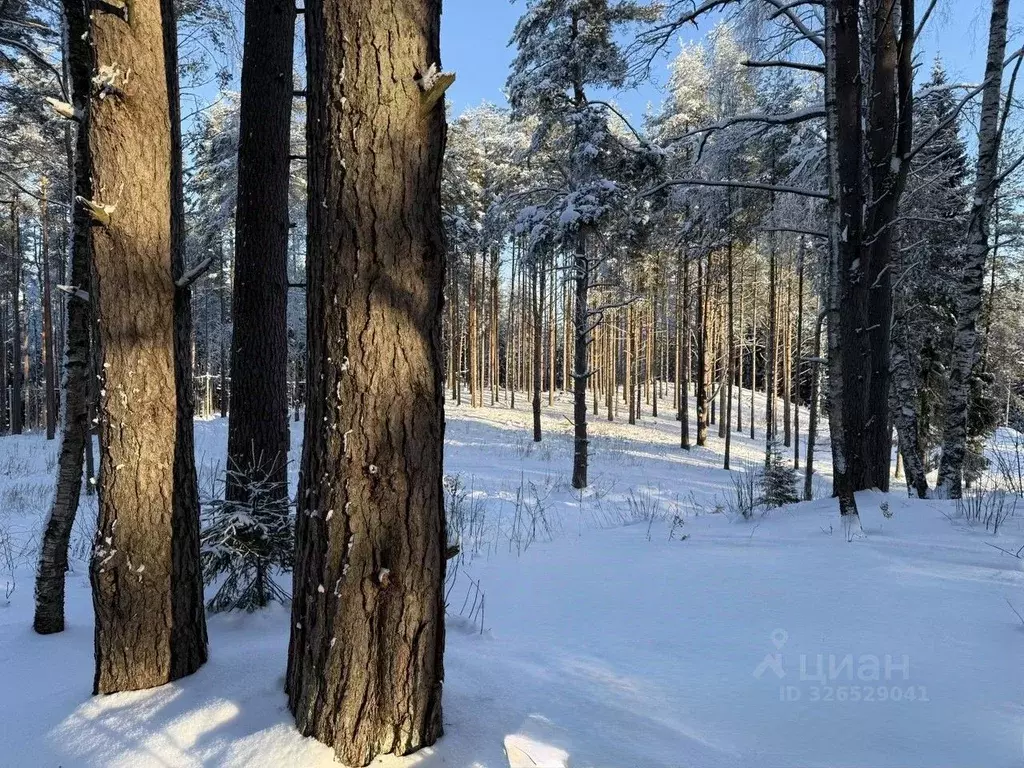 Участок в Ленинградская область, Всеволожский район, Бугровское ... - Фото 1