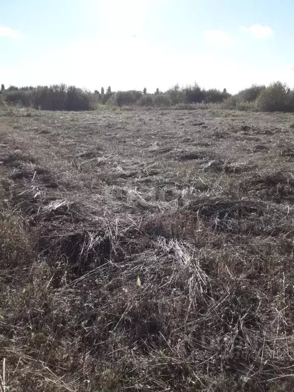 Участок в Воронежская область, Новоусманский район, с. Бабяково ... - Фото 0