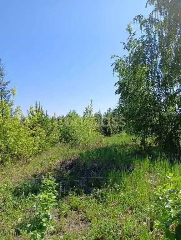 Участок в Тюменская область, Тюмень Звенящие кедры Тюмени садовое ... - Фото 1