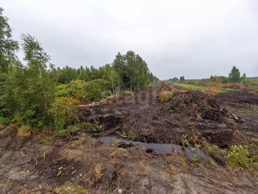 Участок в Тюменский район, Салаирский тракт, 14-й километр (8 м) - Фото 1