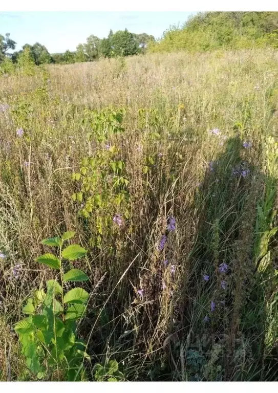 Участок в Тамбовская область, Пичаевский муниципальный округ, д. ... - Фото 1