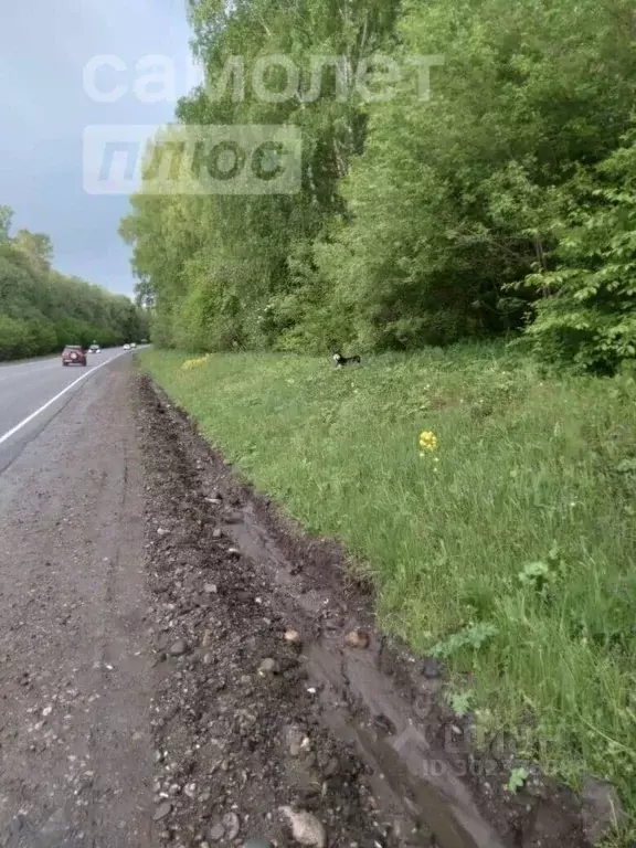 Участок в Алтайский край, Алтайский район, с. Нижнекаянча ул. ... - Фото 0