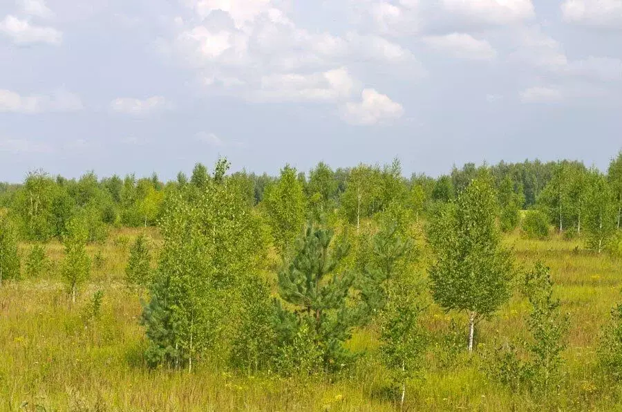 Участок в Ленинградская область, Лодейнопольский район, Алеховщинское ... - Фото 1