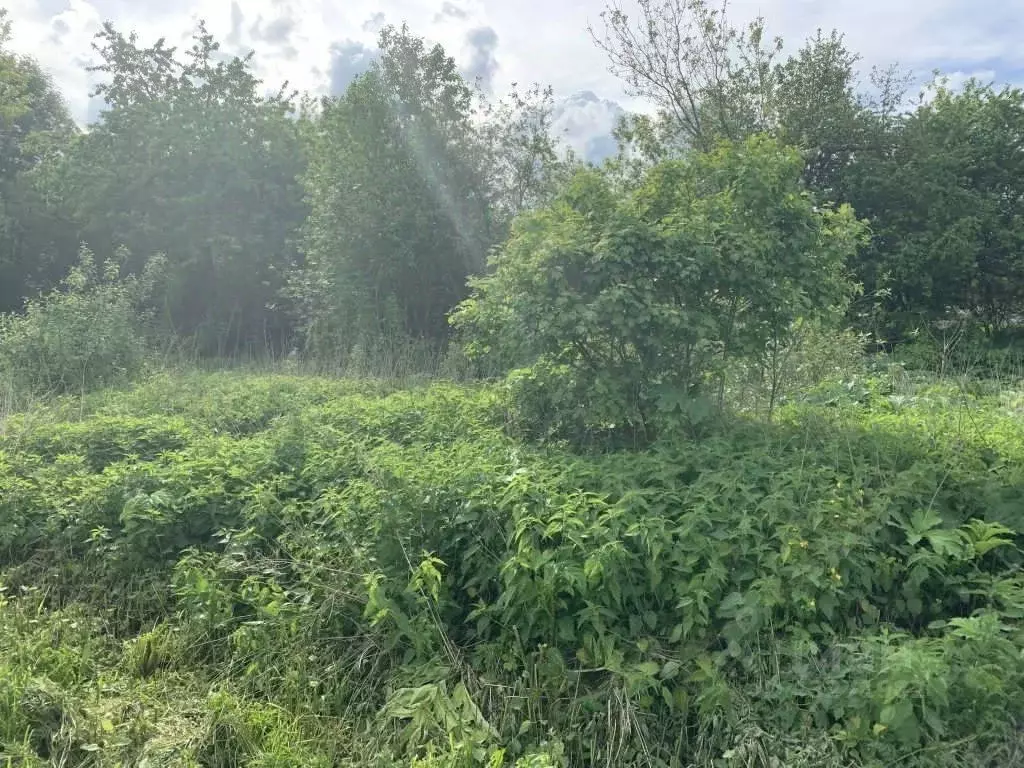 Участок в Нижегородская область, Вачский муниципальный округ, с. ... - Фото 1