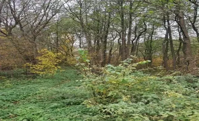 Участок в Московская область, Лосино-Петровский городской округ, д. ... - Фото 0