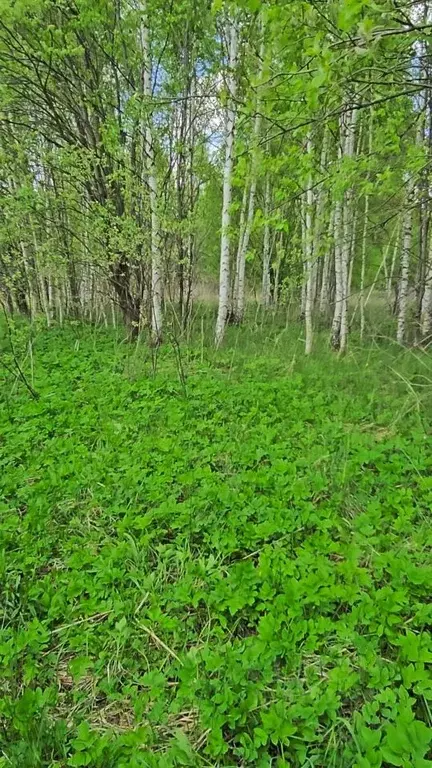 Участок в Владимирская область, Судогодский район, Головинское ... - Фото 1