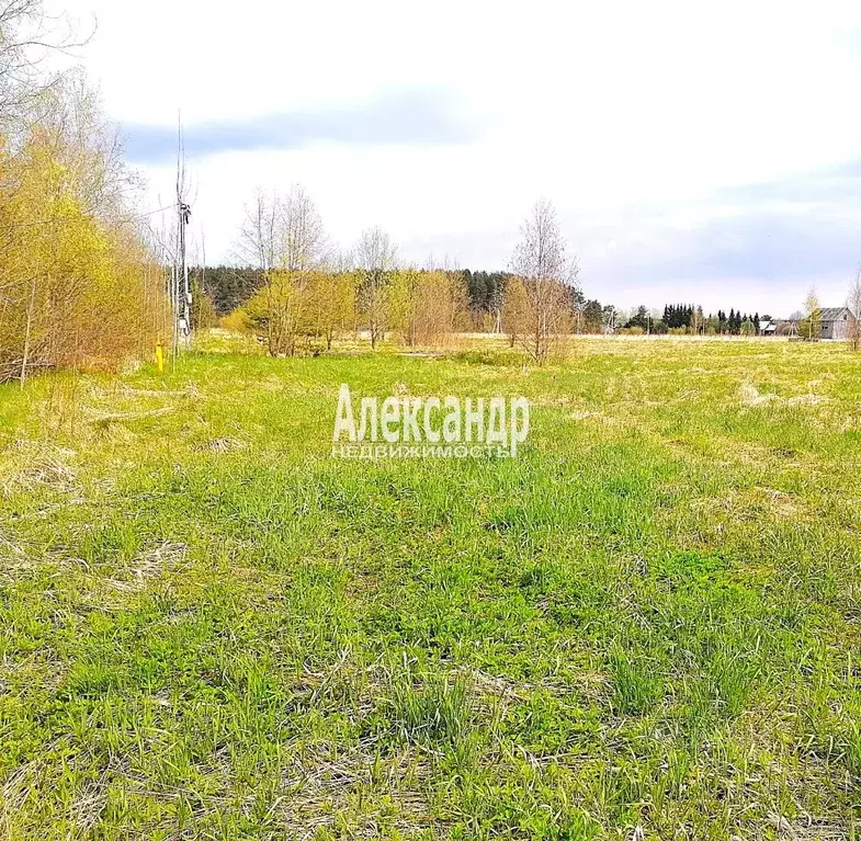 Участок в Ленинградская область, Приозерский район, Ромашкинское ... - Фото 1