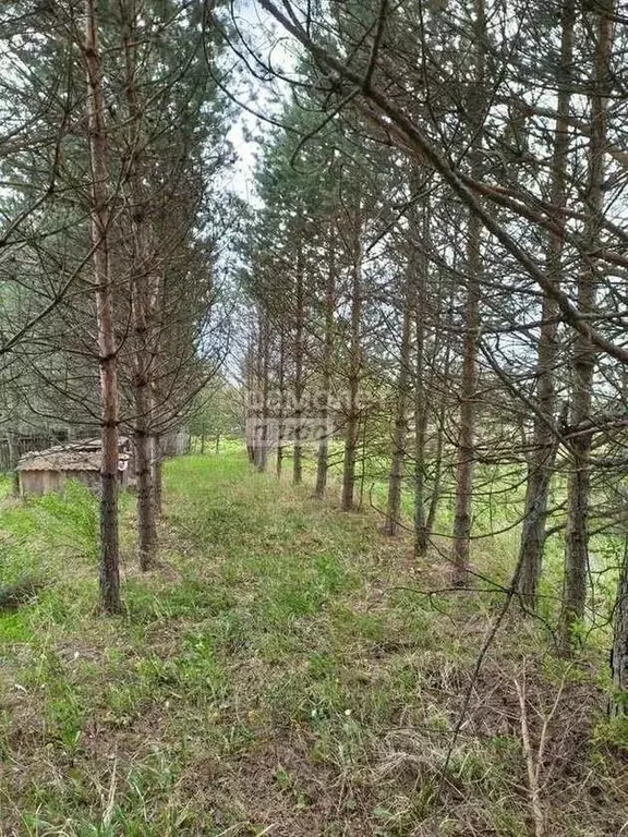 Участок в Вологодская область, с. Неверовское  (14.0 сот.) - Фото 2